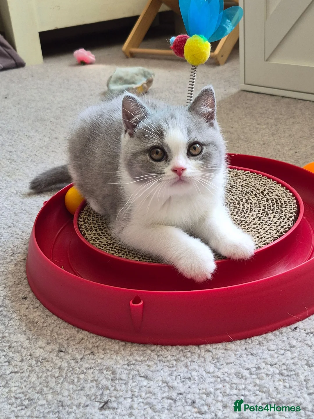 British Shorthair cats for sale: Gorgeous GCCF Pedigree Boy - Loving & Playful - Advert 1