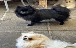 Pomchi dogs for sale: Primrose’s precious pomchi babies - Advert 21