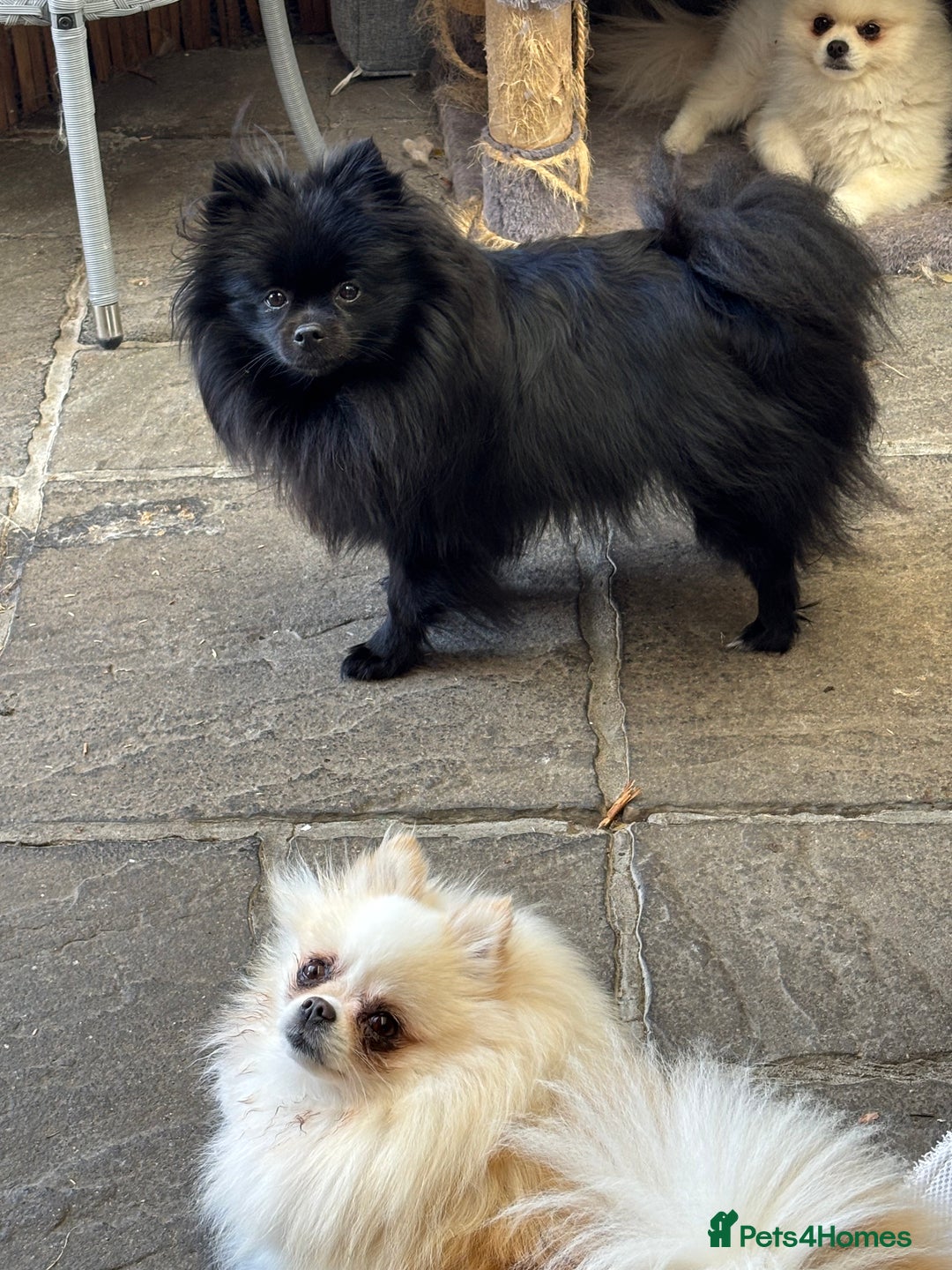 Pomchi dogs for sale: Primrose’s precious pomchi babies - Advert 21