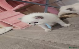 Ragdoll cats for sale: *READY TO LEAVE Beautiful Ragdoll kittens for sale - Image 10