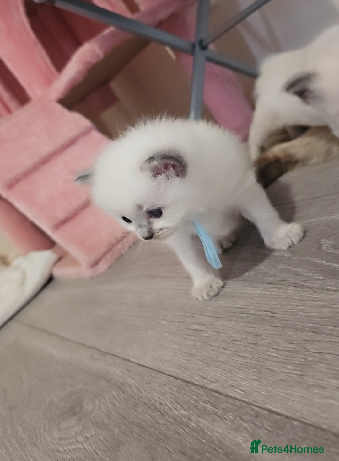 Ragdoll cats for sale: *READY TO LEAVE Beautiful Ragdoll kittens for sale - Image 10