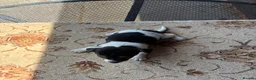 Jack Russell dogs for sale: Jack russel puppies  - Advert 3
