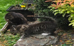 Mixed Breed cats for sale: Beautiful mixed breed female kitten  - Image 3