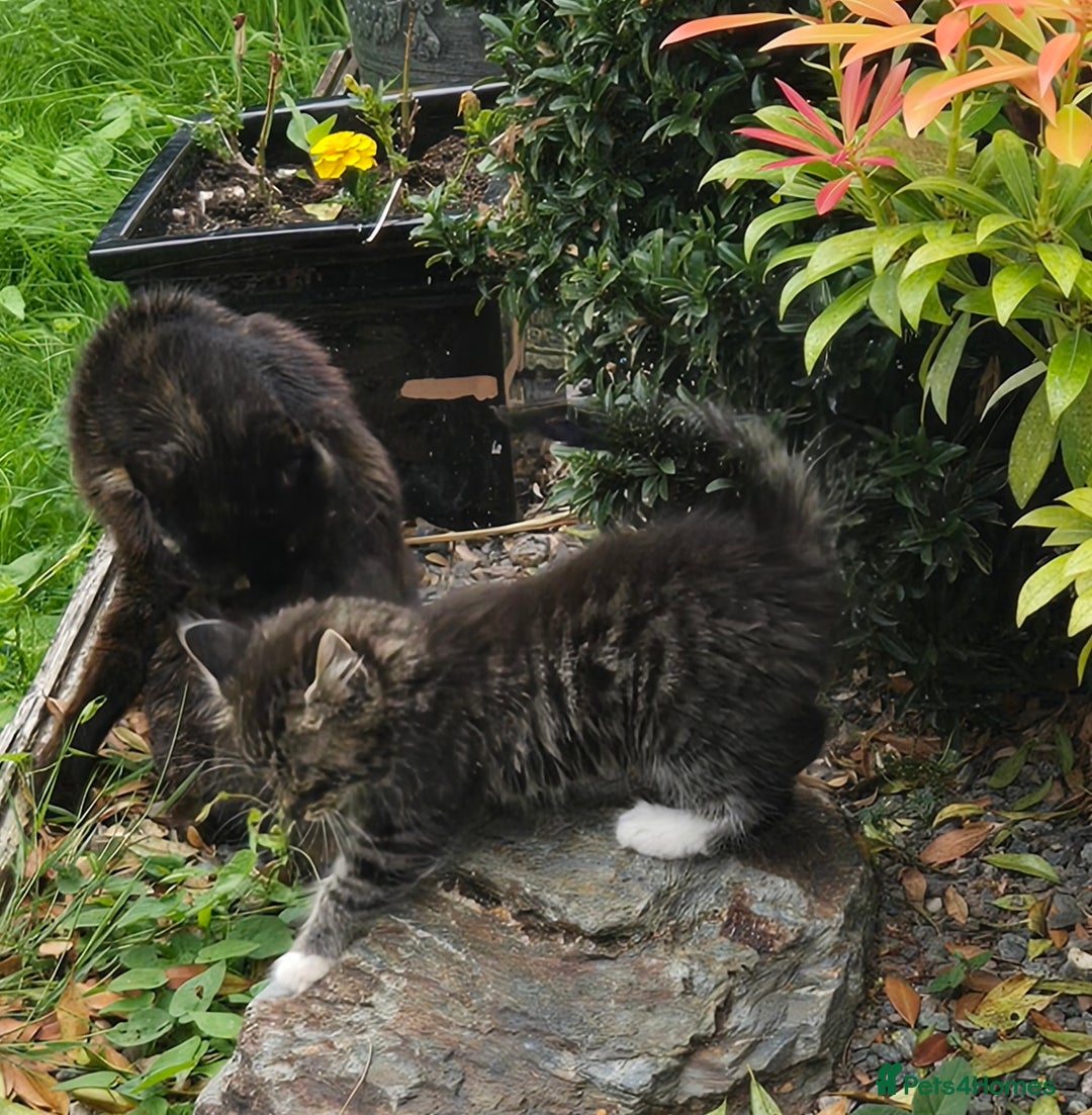 Mixed Breed cats for sale: Beautiful mixed breed female kitten  - Image 3
