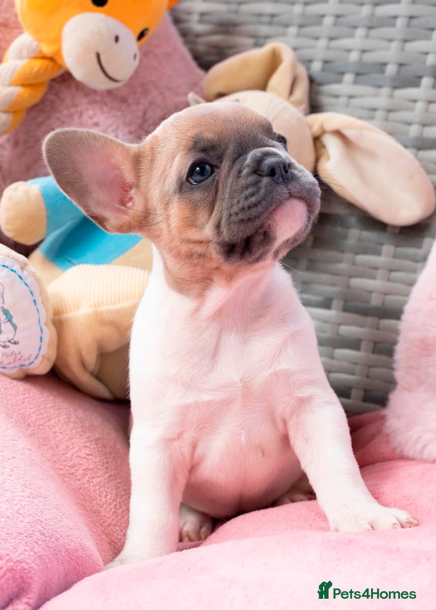 French Bulldog dogs for sale: Stunning litter of pied French bulldogs - Advert 19