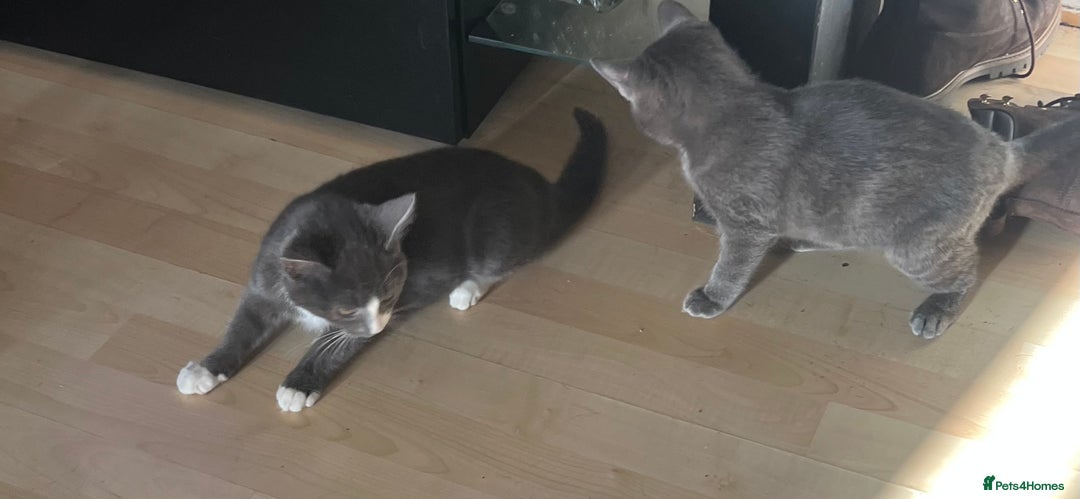 Mixed Breed cats for sale: Munchkin x British shorthair kittens - Advert 28