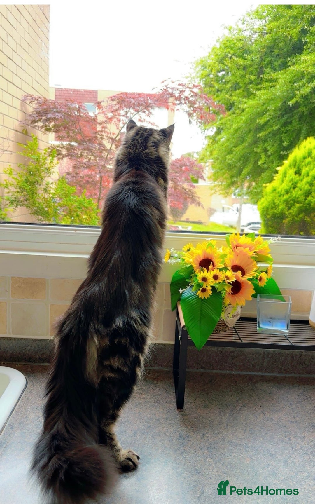 Maine Coon cats for stud:  Mainecoon For Stud - Advert 4