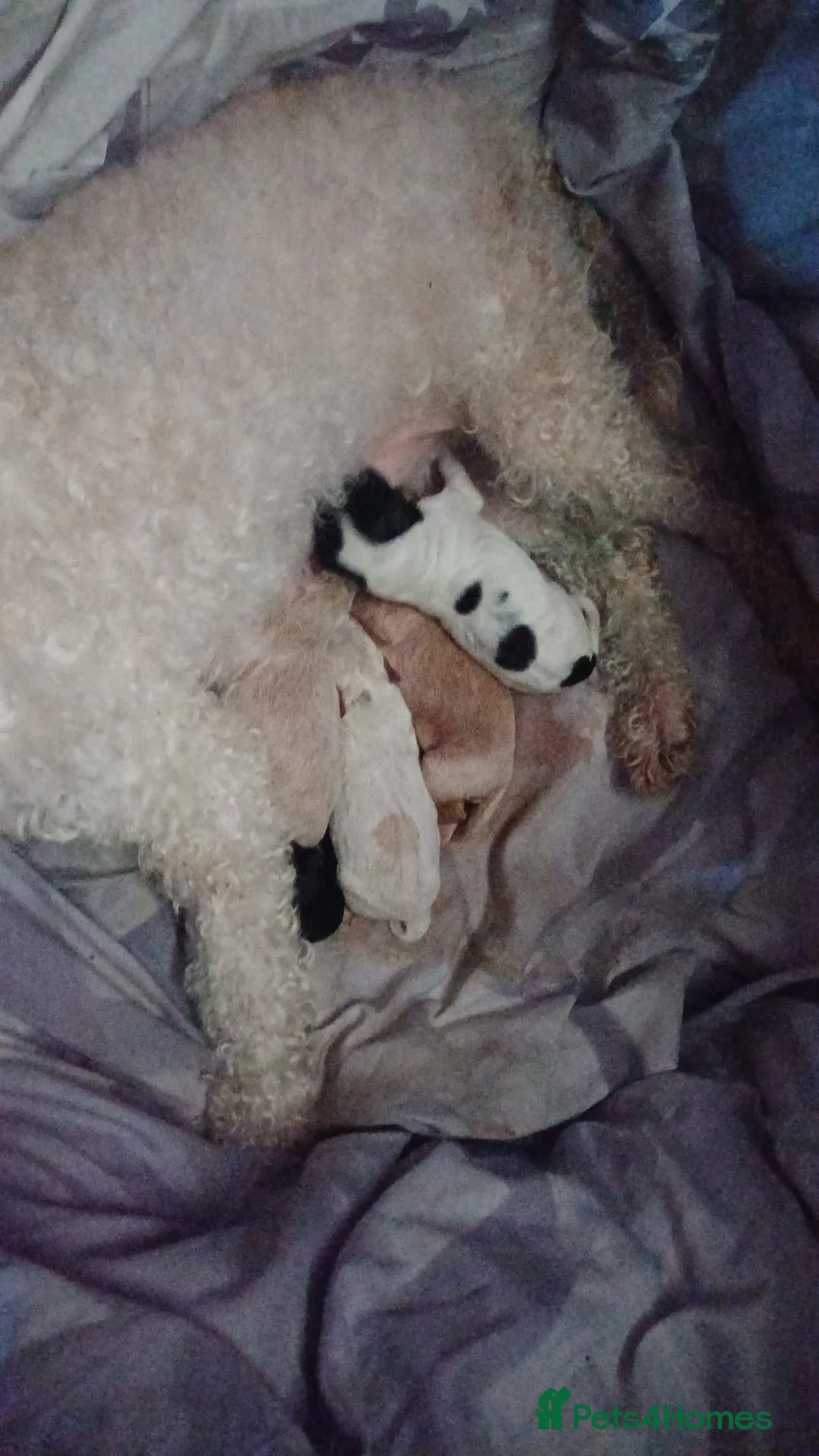 Cockapoo dogs for sale: Miniture cockapoos Miniture poodle  - Advert 6