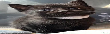 Domestic Shorthair Kitten 4