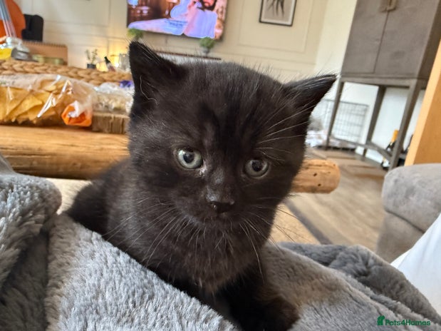 Mixed Breed cats - Advert 2