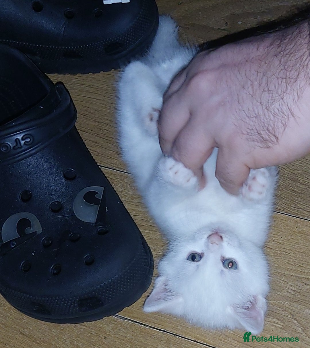 Mixed Breed cats for sale: 1 white, ginger and caramac kitten  - Advert 7