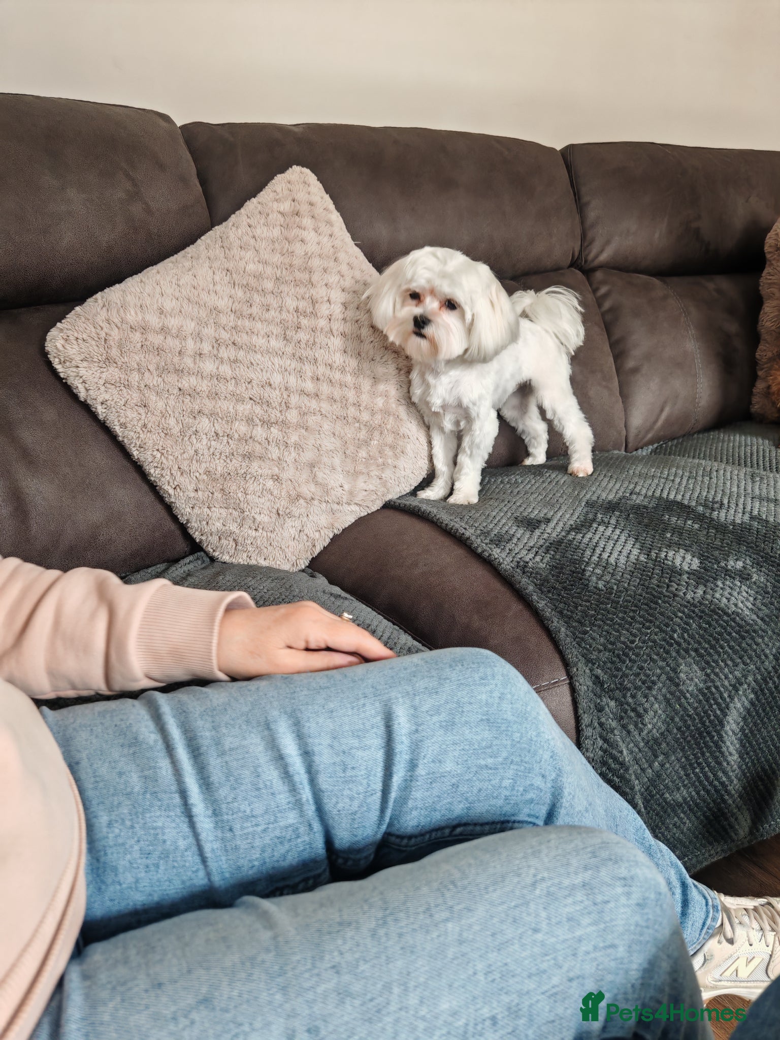 Maltese dogs 14 months old male Maltese KC Registered  - Advert 3