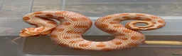Snake reptiles for sale: Normal and Albino male Hognose snakes  - Advert 2