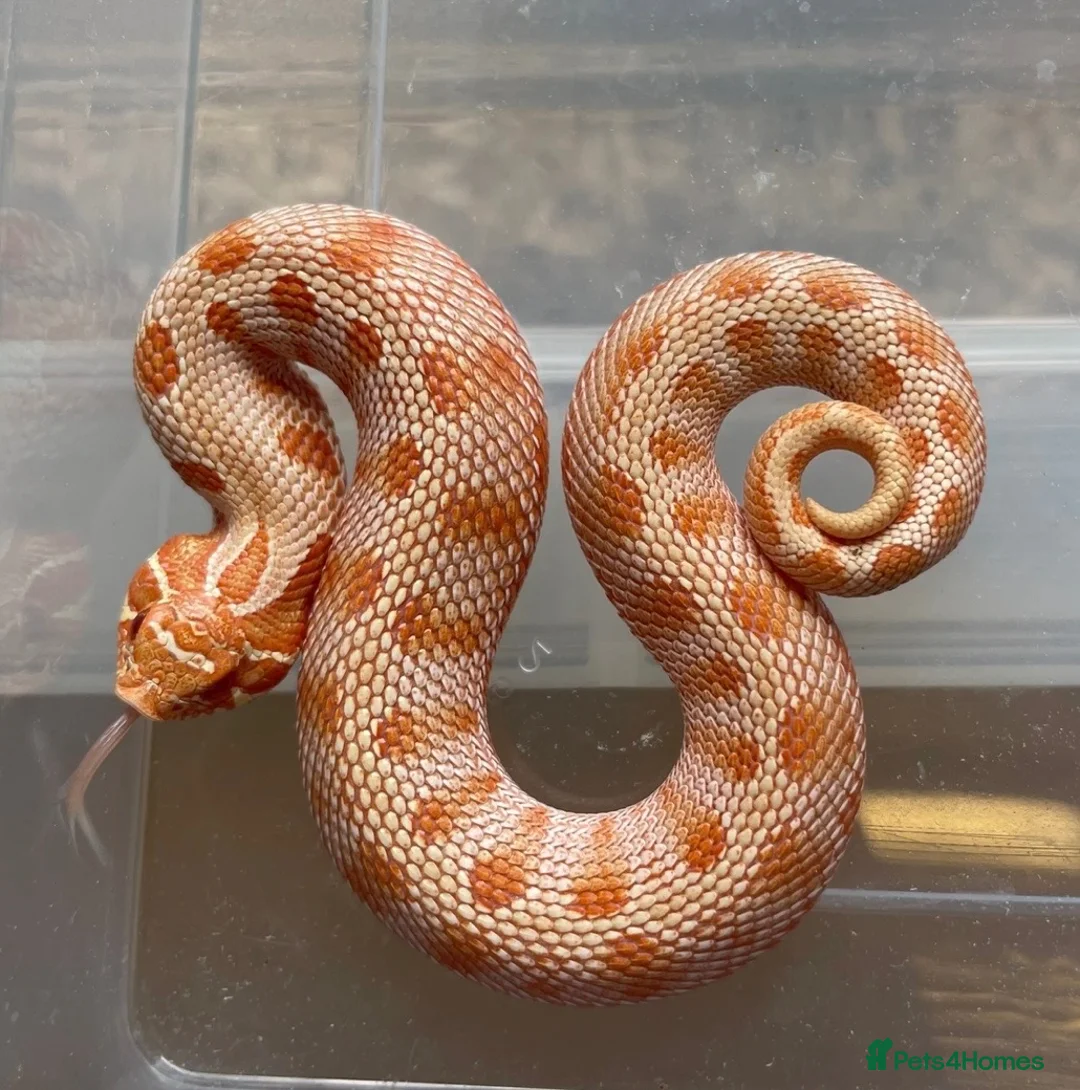 Snake reptiles for sale: Normal and Albino male Hognose snakes  - Advert 2