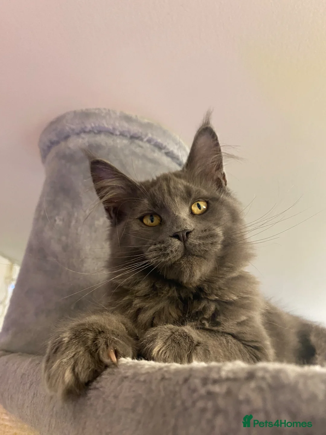 Maine Coon cats for sale: 💙*🦁*BLUE MAINE COON*💎*KITTENS*🦁*💙 - Advert 1