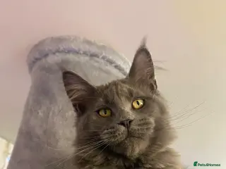 Maine Coon cats 💙*🦁*BLUE MAINE COON*💎*KITTENS*🦁*💙 - Advert 8