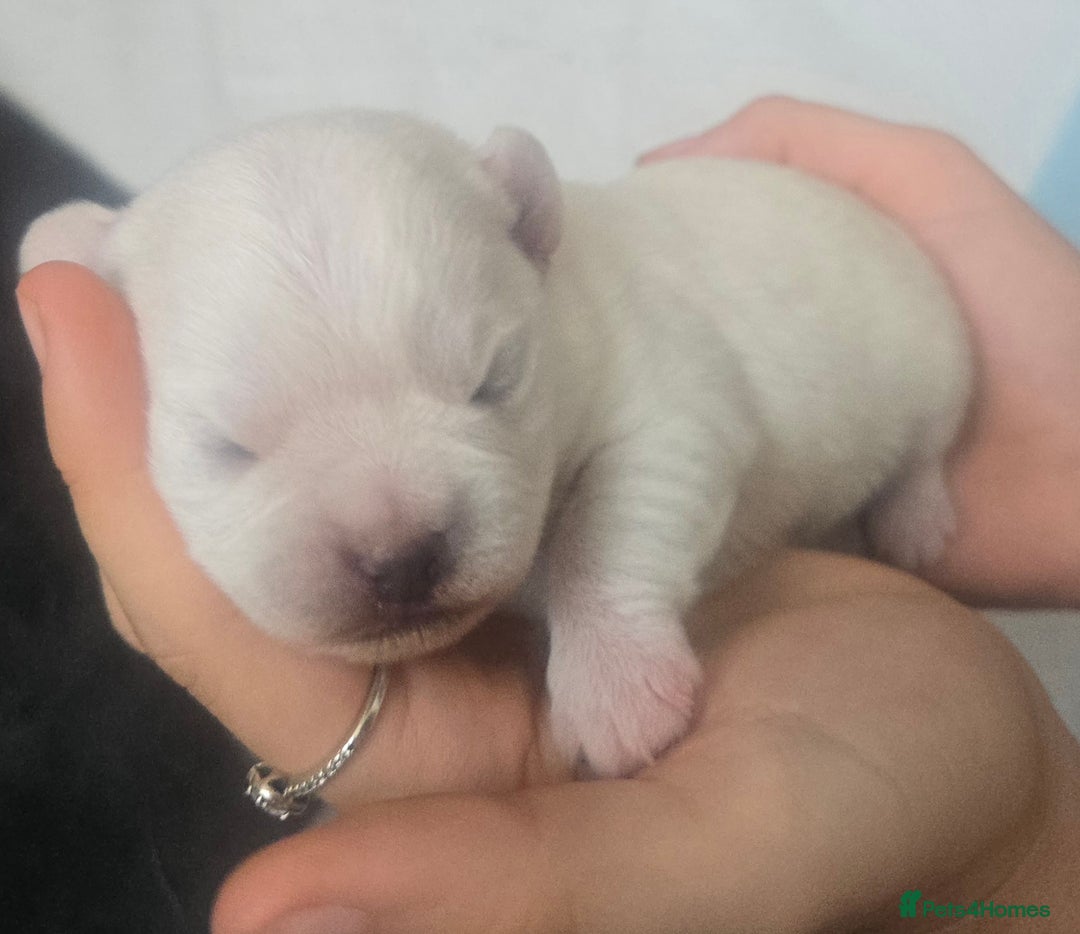 Mixed Breed dogs for sale: pug/bischion frise - Image 1