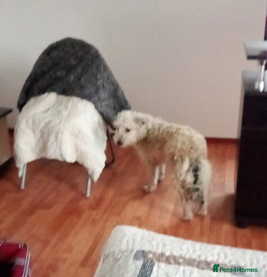 Mixed Breed dogs for adoption: ❄️SNOW-DROP❄️ - a gentle soul with a hopeful heart - Advert 9