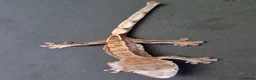 Gecko reptiles for sale: Baby crested geckos, unsexed. High quality in Stroud - Advert 6