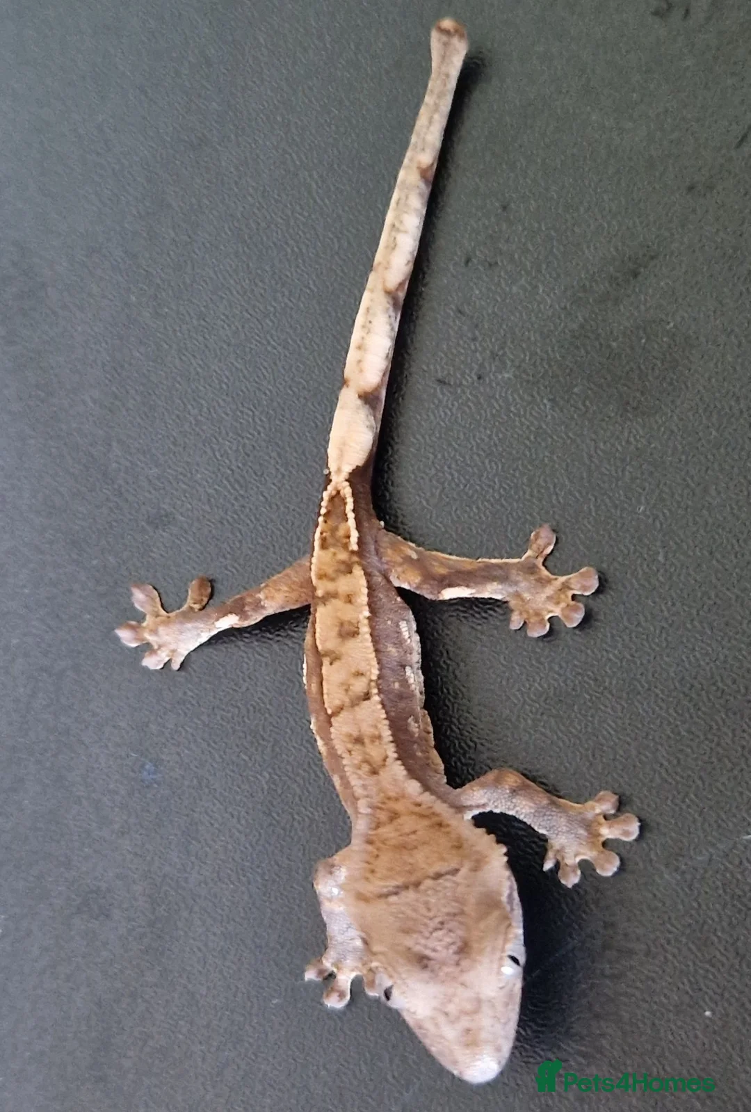 Gecko reptiles for sale: Baby crested geckos, unsexed. High quality in Stroud - Advert 6