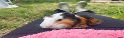 Guinea Pig rodents for sale: Beautiful guinea pigs  - Advert 15