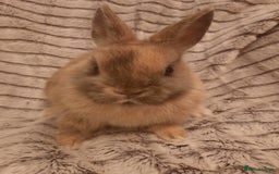 Netherland Dwarf rabbits for sale: Seven Litters Of Netherland Dwarf Babies - Image 4
