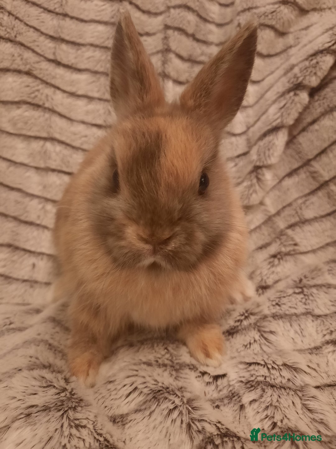 Netherland Dwarf rabbits for sale: Seven Litters Of Netherland Dwarf Babies - Image 4