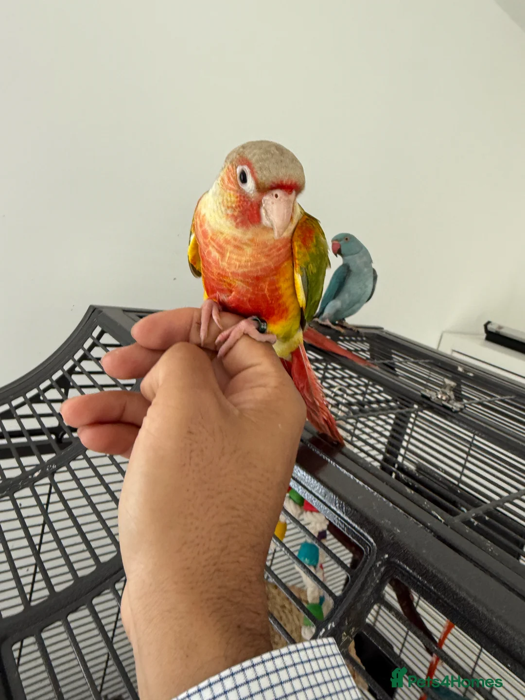 Conures birds for sale: Pair of conures for sale. Tame - Advert 2