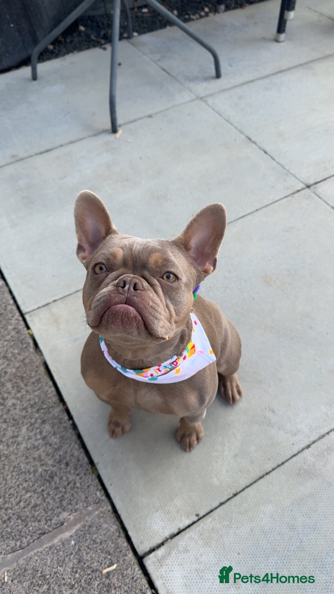 French Bulldog dogs for sale: French Bulldog Female KC registered - Advert 2