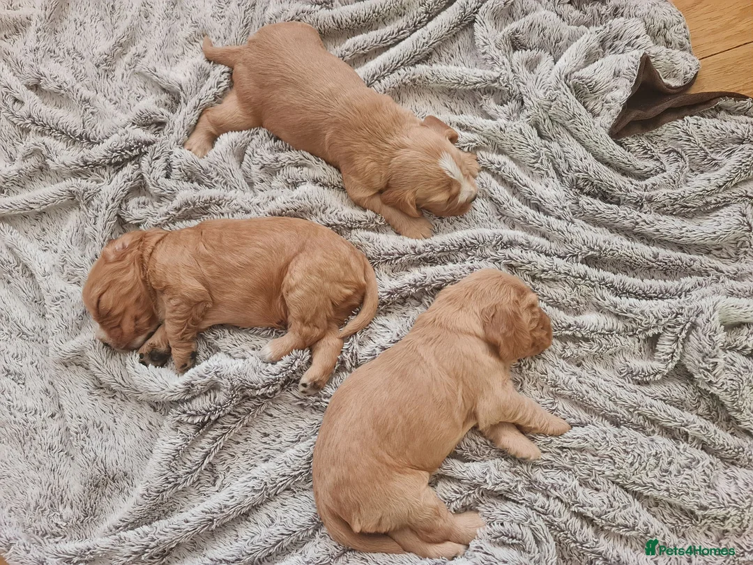 Cocker Spaniel dogs for sale: 3 golden Cocker Spaniels  - Advert 39