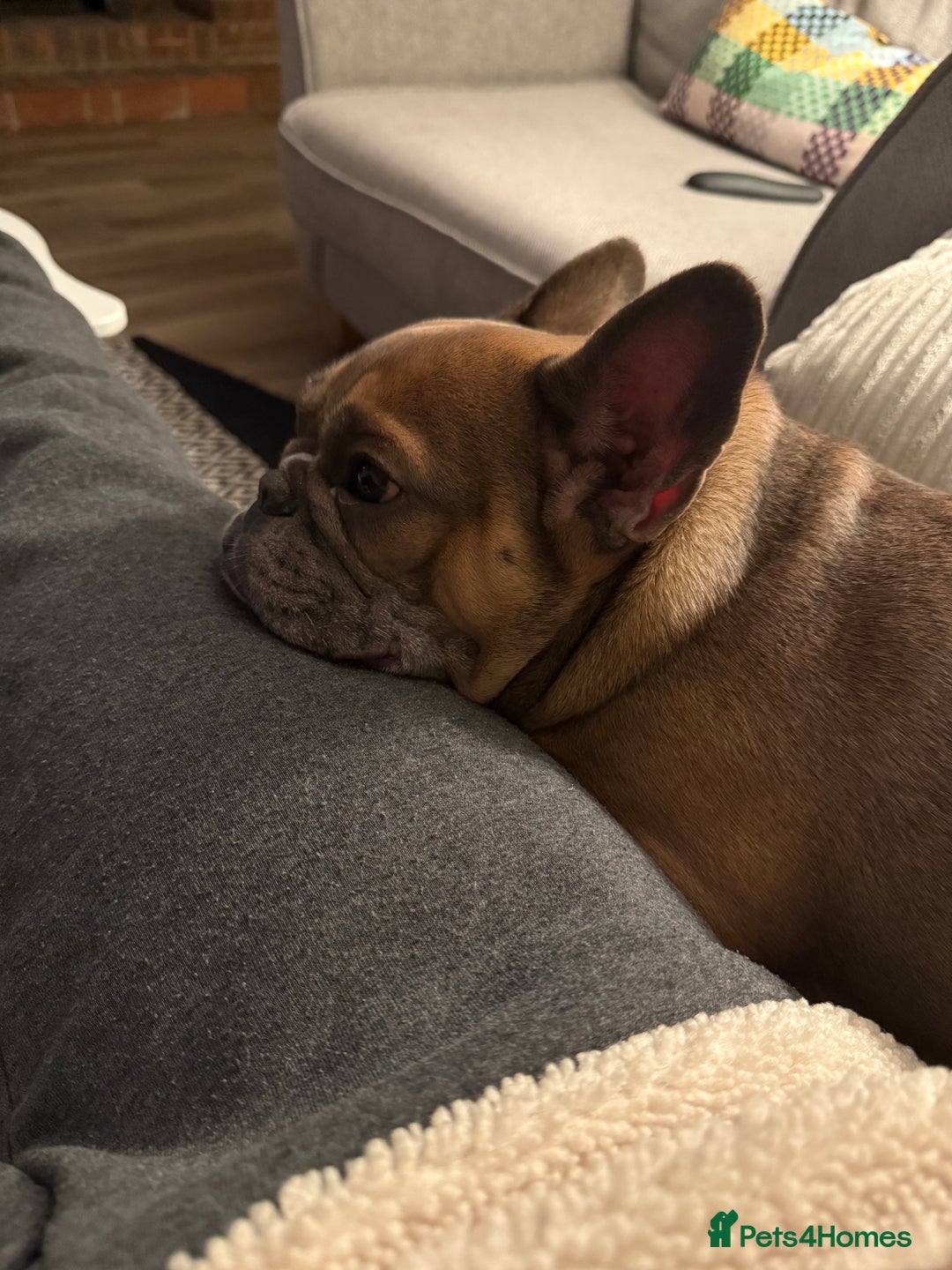 French Bulldog dogs for sale: Female French bulldog - Advert 7