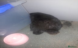 Mixed Breed rabbits for sale: 2 girls comes with everything  - Advert 3