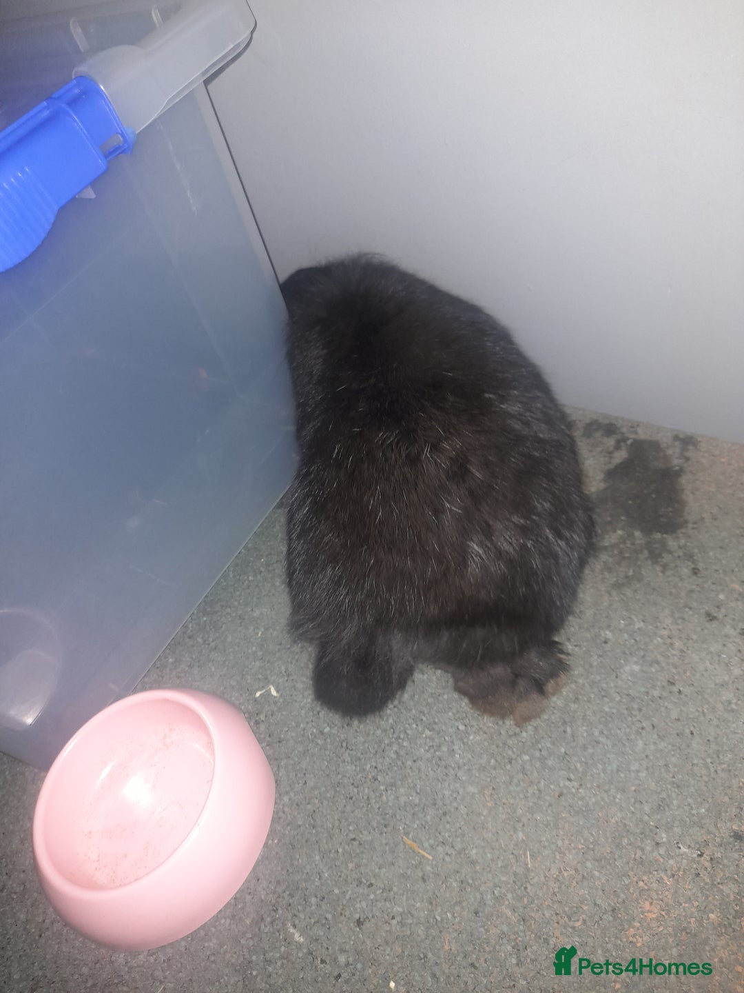 Mixed Breed rabbits for sale: 2 girls comes with everything  - Advert 3