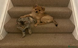 Mixed Breed dogs for sale: Pomeranian x Yorkshire Terrier seeks new home  - Image 4