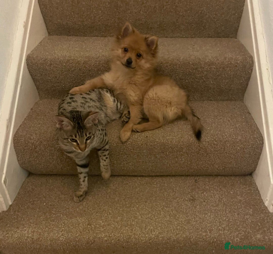 Mixed Breed dogs for sale: Pomeranian x Yorkshire Terrier seeks new home  - Image 4