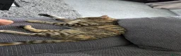 Skink reptiles for sale: 1yo male pink tounge skink  - Advert 7