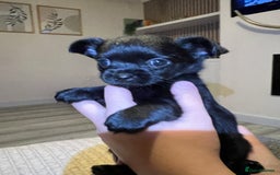 Chihuahua dogs for sale: Chihuahuas  - Image 8