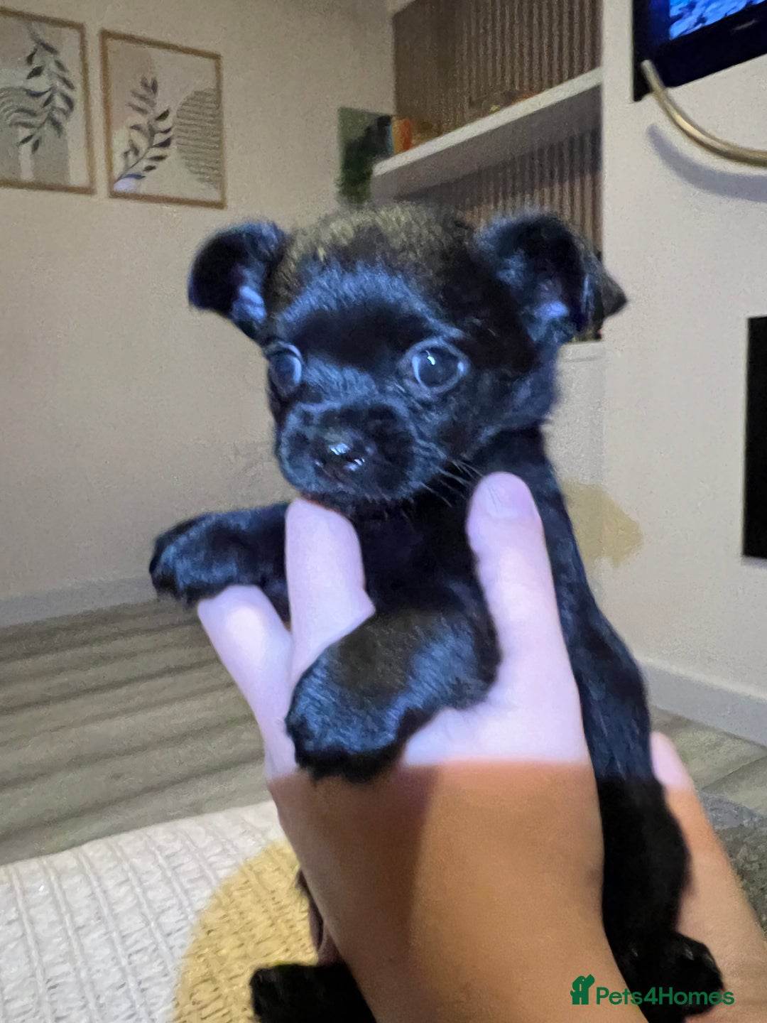 Chihuahua dogs for sale: Chihuahuas  - Image 8