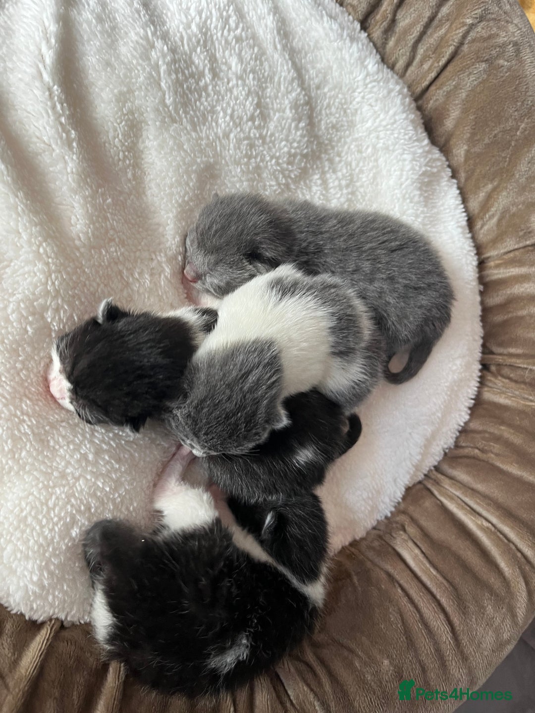 British Shorthair cats for sale: 3 British shorthair kittens  - Image 14