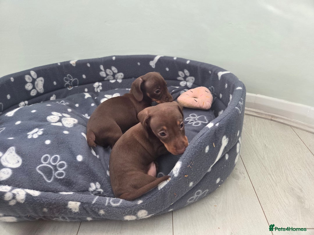 Miniature Dachshund dogs for sale: Mini Davies for sale - Image 6