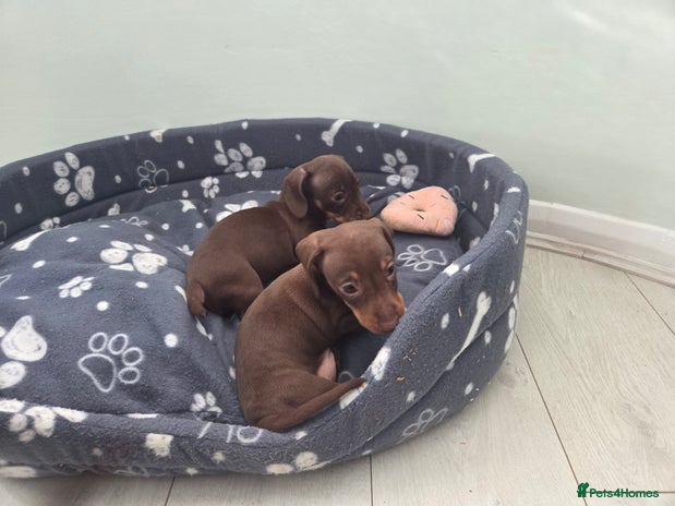 Miniature Dachshund dogs - Advert 2