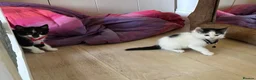 Mixed Breed cats for sale: beautiful shorthair/longhair kittens  - Advert 20