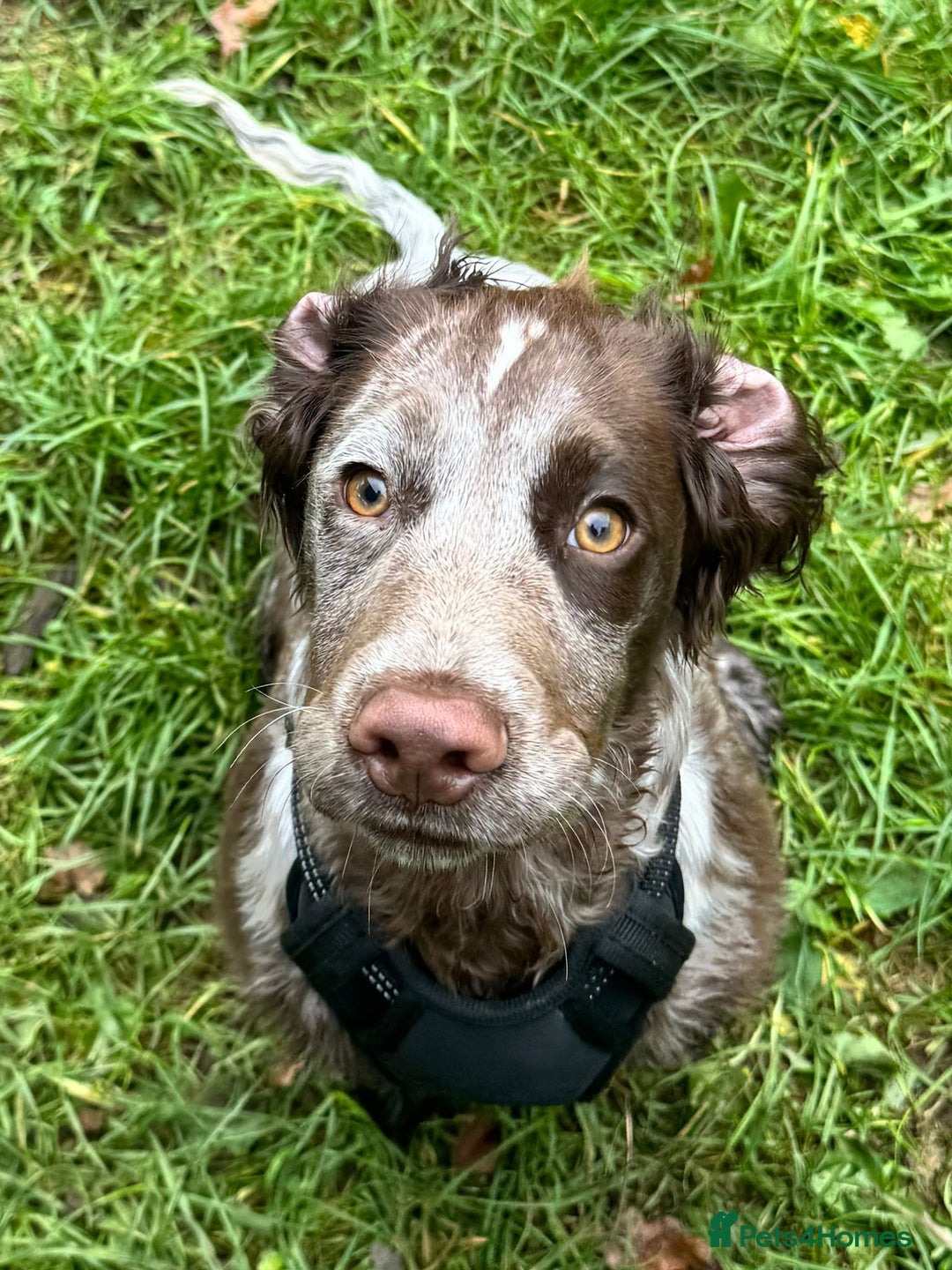 Cocker Spaniel dogs for sale: Cocker Spaniel Roam  - Advert 2