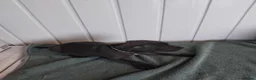 Staffordshire Bull Terrier dogs for sale: Staffordshire bull terrier puppies for sale  in Wednesbury - Advert 10