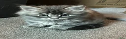 Mixed Breed cats for sale: Half Maine coon and British blue kitten in Stourbridge - Advert 7