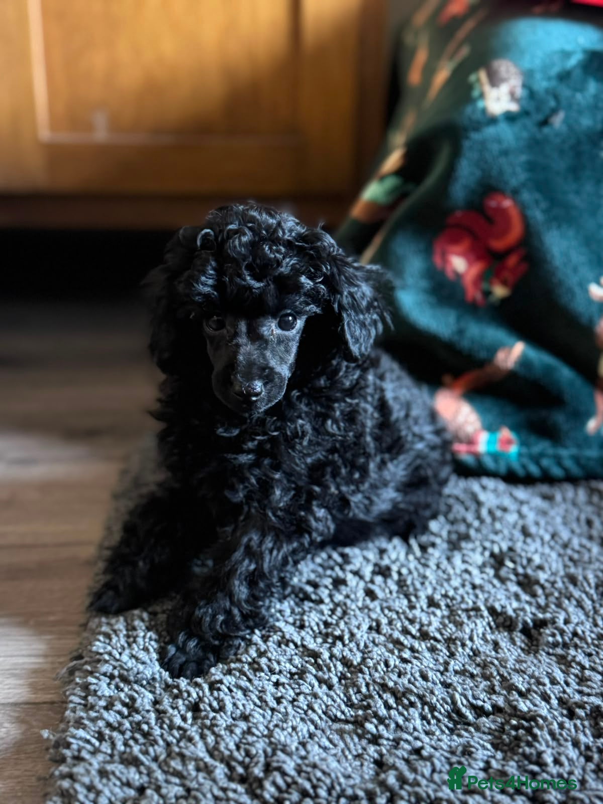 Toy Poodle dogs KC Reg True size Toy poodles Ready Now - Advert 3