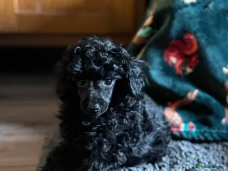 Toy Poodle dogs KC Reg True size Toy poodles Ready Now - Advert 5