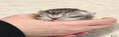Scottish Fold 1