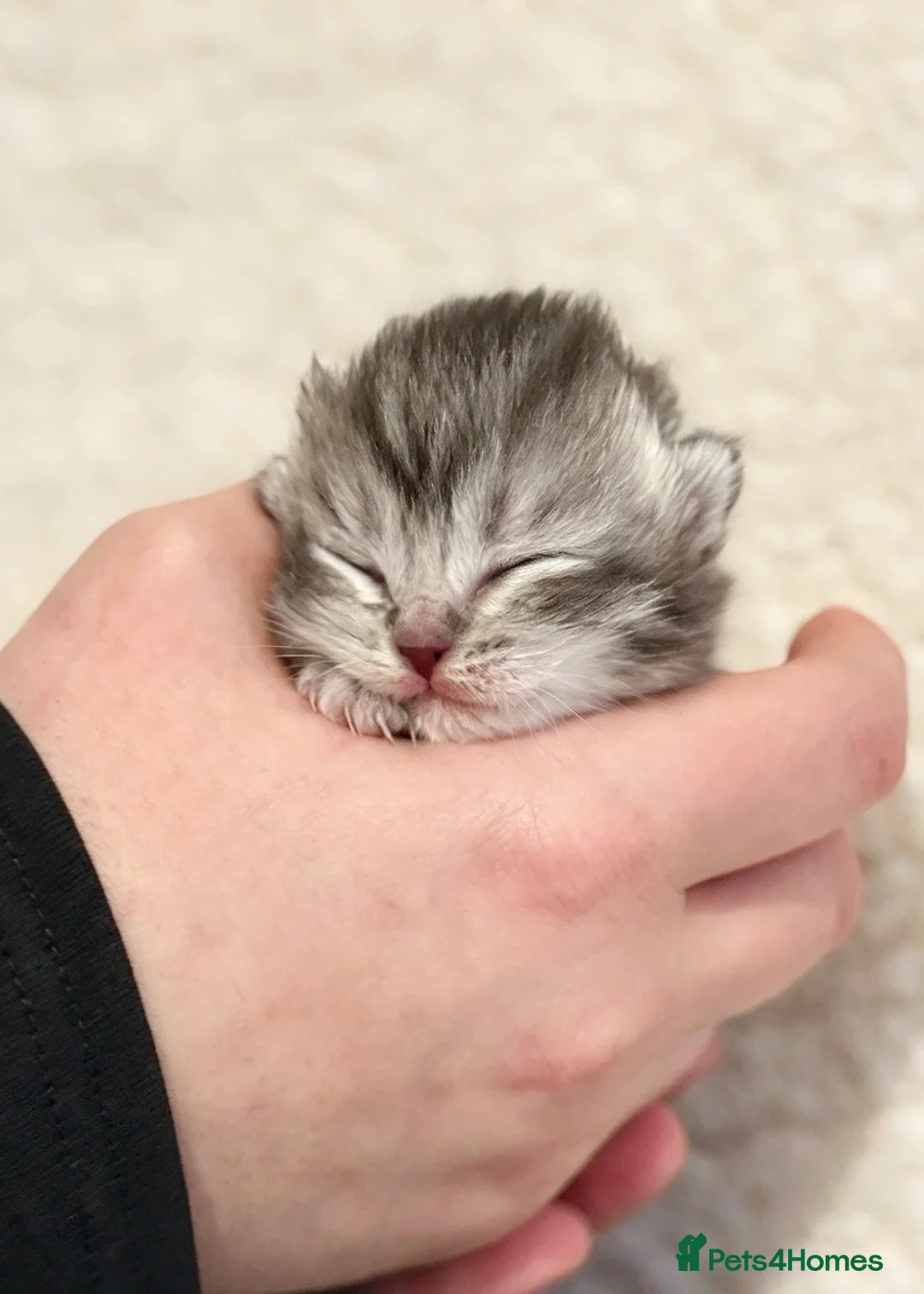 Scottish Fold cats for sale: Scottish fold - Scottish straight  - Advert 4