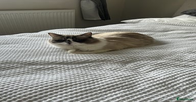 Ragdoll cats in Tadworth - Advert 10